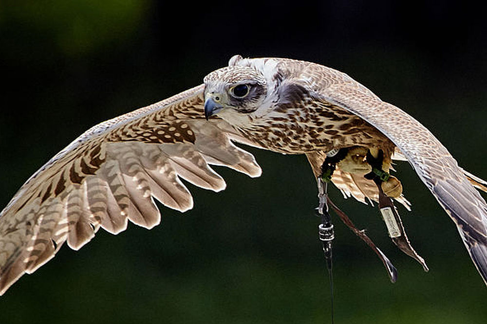 Falke im freien Flug – Fotograf: Jan Blümel (2017), © Falkenhof Burg Falkenstein Falke im freien Flug – Fotograf: Jan Blümel (2017), © Falkenhof Burg Falkenstein