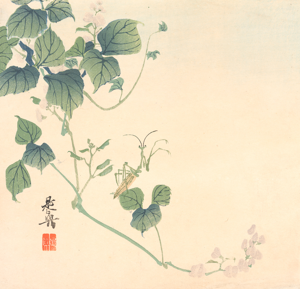 Shibata Zeshin: Gottesanbeterin (kamakiri) auf einer Bohnenranke, 1880er Jahre, Farbholzschnitt, 242 x 251 mm, Kulturstiftung Sachsen-Anhalt, Kunstmuseum Moritzburg Halle (Saale), Foto: Kulturstiftung Sachsen-Anhalt Shibata Zeshin: Gottesanbeterin (kamakiri) auf einer Bohnenranke, 1880er Jahre, Farbholzschnitt, 242 x 251 mm, Kulturstiftung Sachsen-Anhalt, Kunstmuseum Moritzburg Halle (Saale), Foto: Kulturstiftung Sachsen-Anhalt