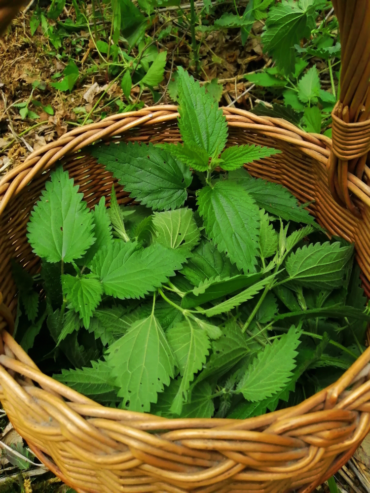 2020_10_15_KlugDon_Brennnessel_pixabay_stinging-nettle-4191846.jpg